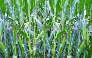 正興3號(hào)玉米種子簡介，四川3月中旬至4月初為適播期