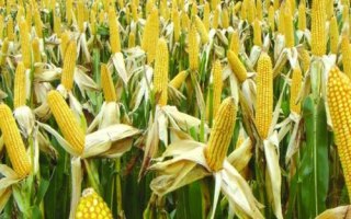 京科246玉米品種簡介，注意防治瘤黑粉病等易感病害