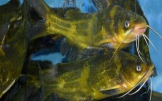 黃顙魚的產(chǎn)地，長江中下游的河流湖泊中較多