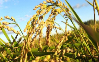 粵兩優(yōu)805水稻種子特點(diǎn)，注意防治稻瘟病