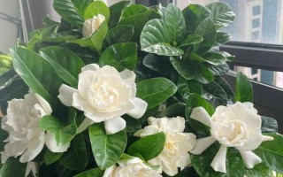 室內可以養(yǎng)梔子花嗎，室內是可以養(yǎng)梔子花的