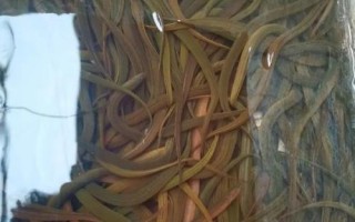 養(yǎng)殖黃鱔的要點，每隔5-7天要換1次水