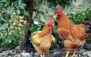 家禽是指哪些動(dòng)物，是指家雞、火雞、珍珠雞等