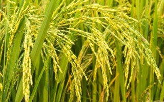 揚秈優(yōu)768水稻種子簡介，當每畝莖蘗苗達夠穗苗時