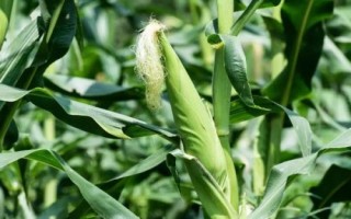 恒宇8111玉米種子特征特性，中抗大斑病