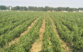 白術(shù)的管理方法，幼苗出土后要及時(shí)除草翻耕