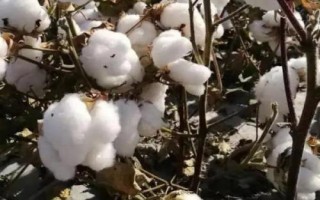 岡雜棉10號棉花品種簡介，二代棉鈴蟲一般不需防治