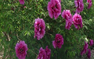 花卉矮化栽培技術(shù)，可采用無性繁殖或整形修剪等