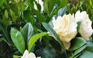 梔子花冬季是否會落葉，冬天落葉是正常情況