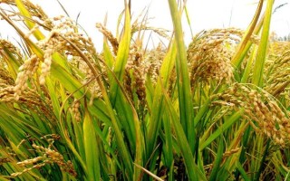 福龍兩優(yōu)1031水稻種子簡(jiǎn)介，每畝有效穗數(shù)17.2萬