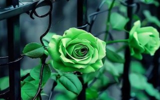綠玫瑰的花語(yǔ)，寓意愛(ài)情憧憬、愛(ài)情長(zhǎng)存、純真簡(jiǎn)樸等
