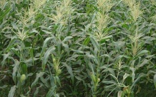 蘭玉1912玉米品種的特性，適宜密度4500株/畝