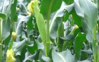 騰糯1號玉米種子介紹，該品種為糯玉米品種