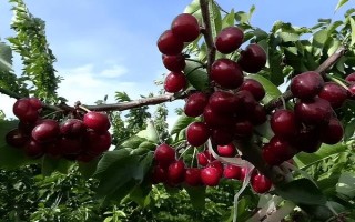 車?yán)遄拥姆N植環(huán)境介紹，可以在每年4-5月份進(jìn)行種植
