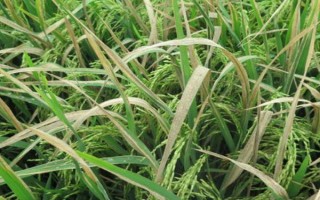 噻菌銅的應(yīng)用范圍，可防治水稻白葉枯病、柑橘瘡痂病等細(xì)菌性病害