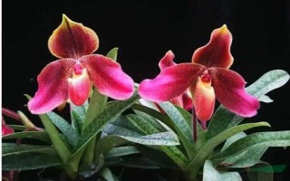 帶葉兜蘭的花期，花期在春季4-5月之間