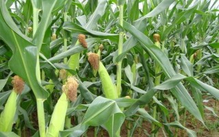 V18玉米品種的特性，每畝播種密度在4000株
