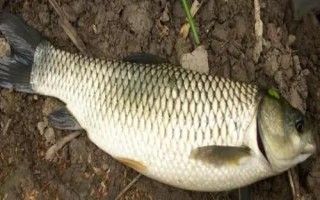 低溫釣草魚(yú)適合用哪種餌料，蚯蚓、紅蟲(chóng)、商品餌皆為適宜選擇