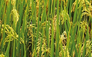 通科39水稻品種簡(jiǎn)介，晚熟品種