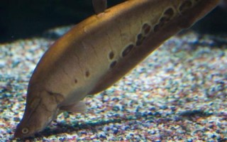 家養(yǎng)七星刀魚有什么寓意，寓意著腳踏七星