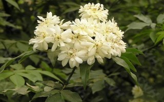 為什么木香花不能種，是由于其耐寒性較差