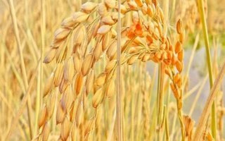 岫粳32號水稻品種的特性，全生育期178.5天