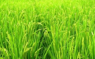 龍粳2211水稻種子特征特性，該品種主莖11片葉