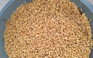 野釣黃尾魚適合用什么餌料，腥味型、麩香型、酒香型均可使用