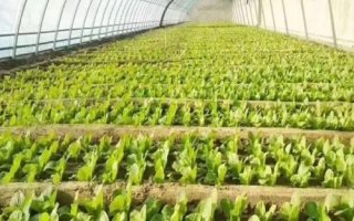 如何預(yù)防冬季蔬菜苗期凍害，可采用人工控溫育苗和注意保暖等