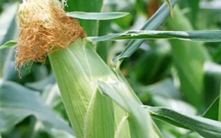 哈豐4號(hào)玉米種子特點(diǎn)，在適應(yīng)區(qū)5月中旬播種