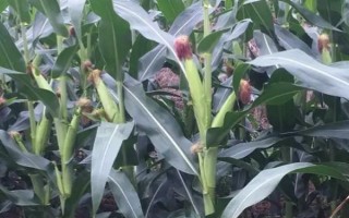 玉研505玉米種子介紹，中抗穗腐病