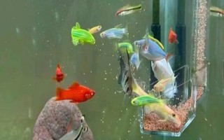 觀賞魚多少溫度養(yǎng)合適，適合的溫度是22-24℃