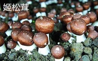 南方適合種植哪些菇類，竹蓀、黑木耳、草菇等