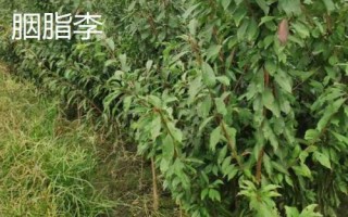 李子樹苗的品種推薦，脆紅李和胭脂李市場認(rèn)可度高