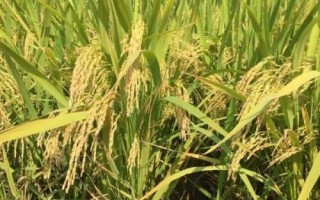 神農(nóng)優(yōu)452水稻品種簡(jiǎn)介，全生育期131.7天
