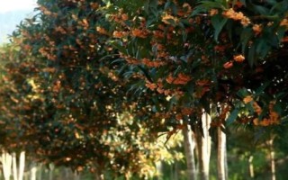 桂花怎么快速繁殖，通常采用播種繁殖、嫁接繁殖、扦插繁殖、壓條繁殖