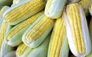 金榮青貯一號(hào)玉米品種簡介，中抗大斑病