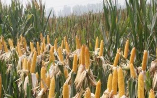 科馨717玉米品種簡介，春播平均生育期120.0天