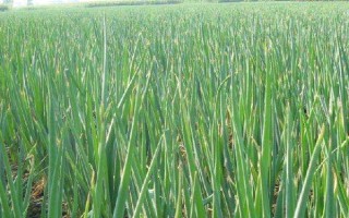 山東大蔥的種植方法，可在春季、夏季和秋季種植