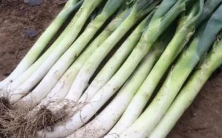 霜降過(guò)后可以在陽(yáng)臺(tái)上種什么蔬菜，可種植白菜、胡蘿卜、大蒜等品種