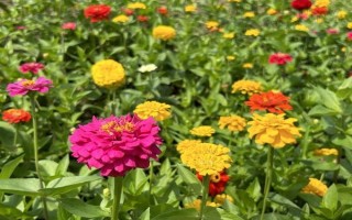 代表思念的花有哪些，有天堂鳥、百日草、蝴蝶花等