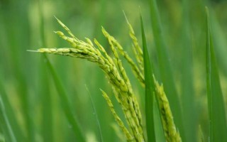 春9兩優(yōu)851水稻種子簡介，秧田播種量每畝15.0千克