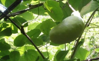 什么是木通，屬于毛茛目、木通科木質(zhì)藤本植物的統(tǒng)稱