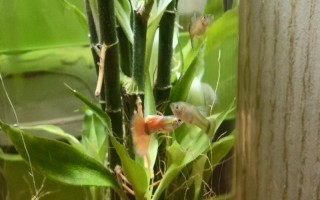 富貴竹能跟魚一起養(yǎng)嗎，富貴竹是可以和魚一起養(yǎng)的