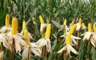 福源玉888玉米種子特征特性，春播出苗至成熟127天
