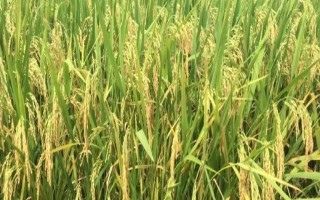紅香優(yōu)銀占水稻品種的特性，一般5月中下旬—6月上旬播種
