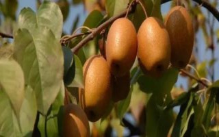 河南洛寧縣的特產(chǎn)，淡竹栽培歷史悠久