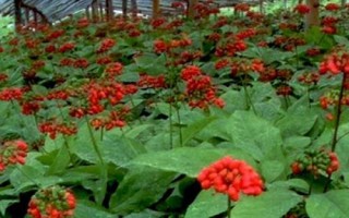 人參的種植要求，土壤需富含有機(jī)質(zhì)和微量元素
