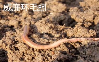 手碰到蚯蚓會(huì)不會(huì)感染寄生蟲(chóng)，一般不會(huì)