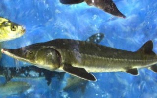 鰉魚介紹，屬于鱘科、鱘屬、達(dá)氏鰉種動物